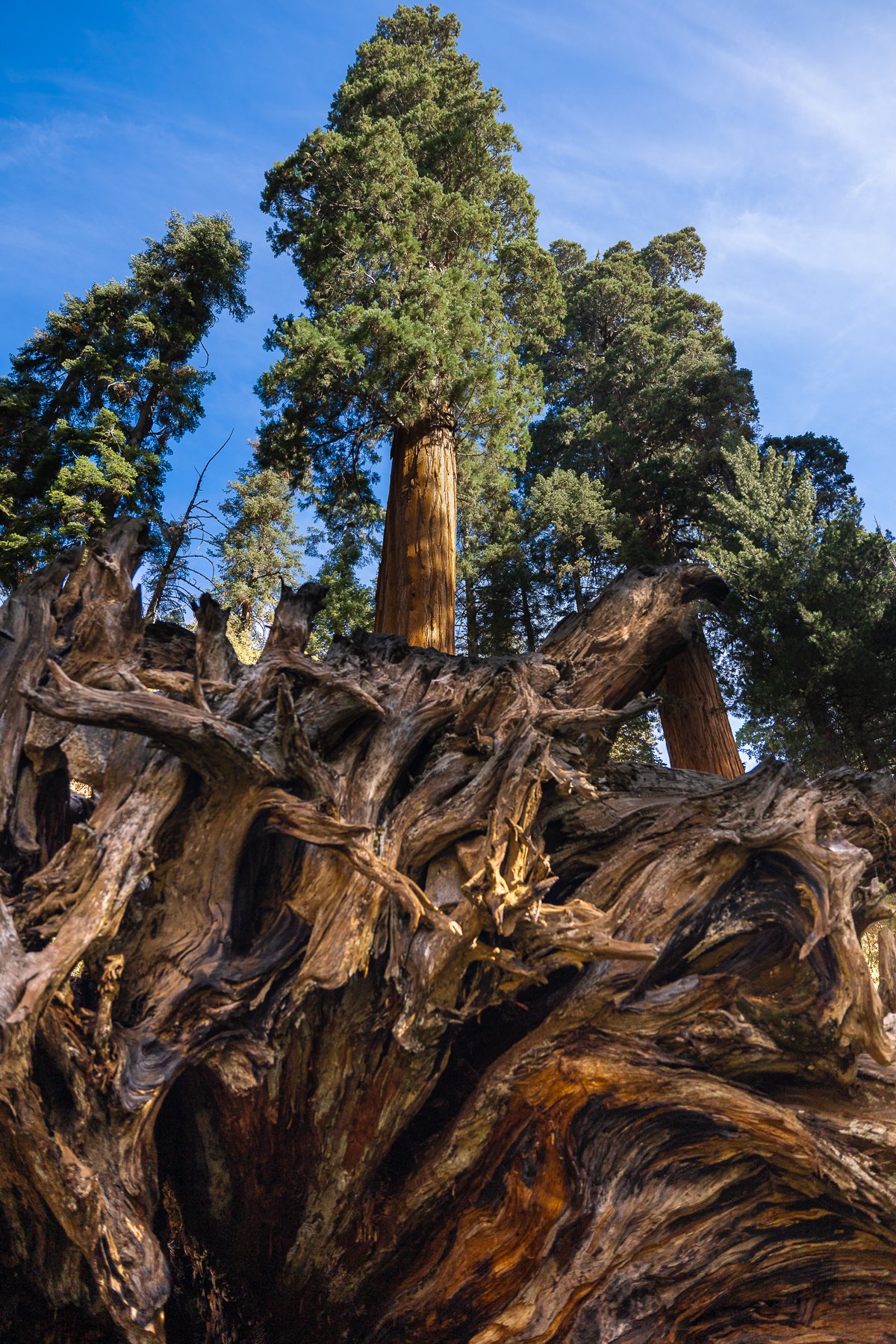 rotten-tree-trunk-vertical-view-from-below-forest-photography-sequoia-national-park-california.jpg