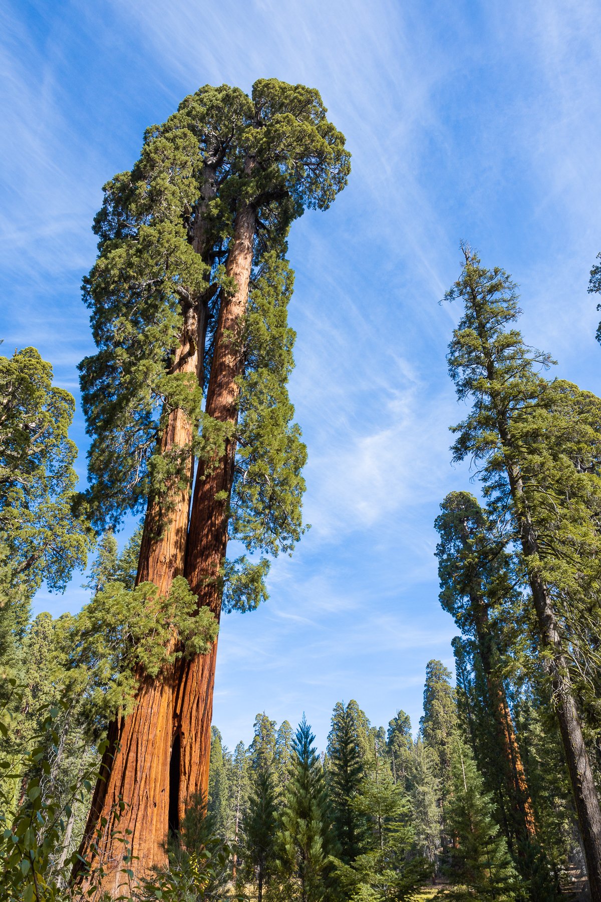 sequoia-tree-old-plant-forest-tall-giant-woods-redwoods-california-national-park-parks-landscape.jpg