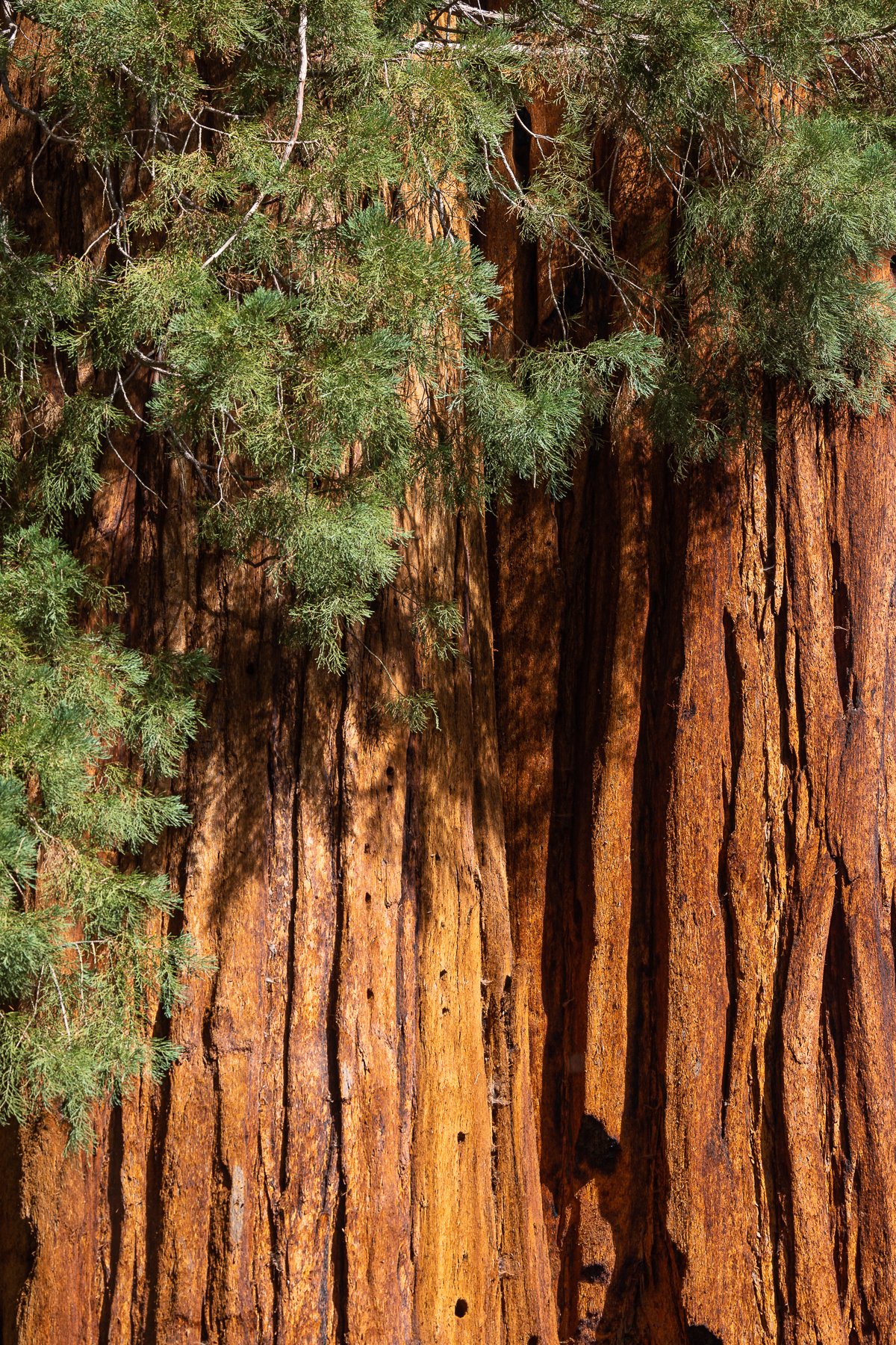sequoia-tree-trunk-detail-leaves-conifer-coniferous-orange-bark-green-national-park-parks-photography-photographer.jpg