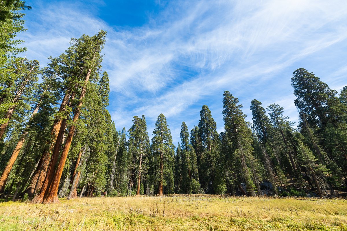 sequoia-national-park-meadow-crescent-view-open-space-southern-california-CA-USA.jpg