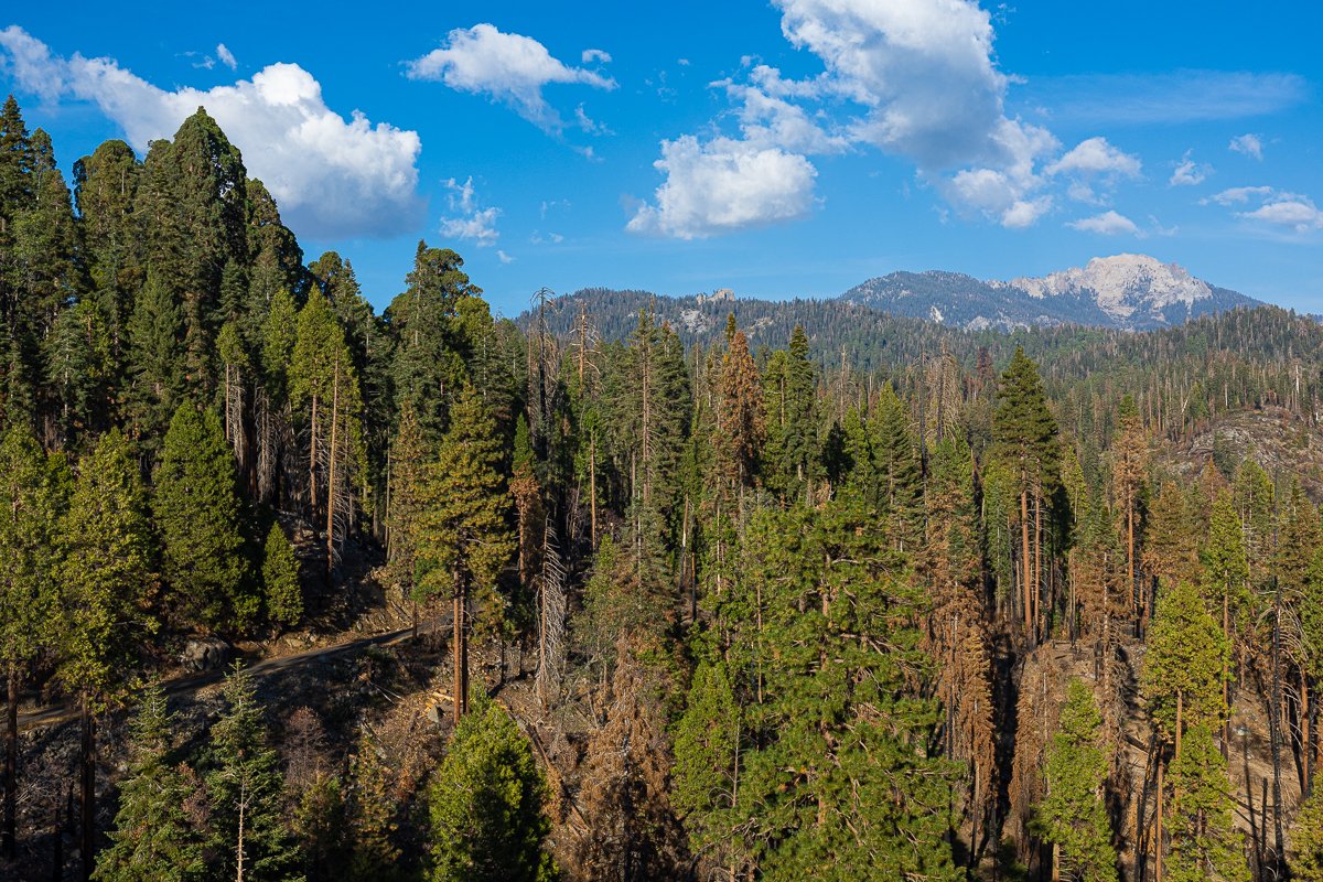 view-moro-rock-sequoia-national-park-landscape-forest-woods-fir-pine-trees-hike-climb-walk-up-hill.jpg