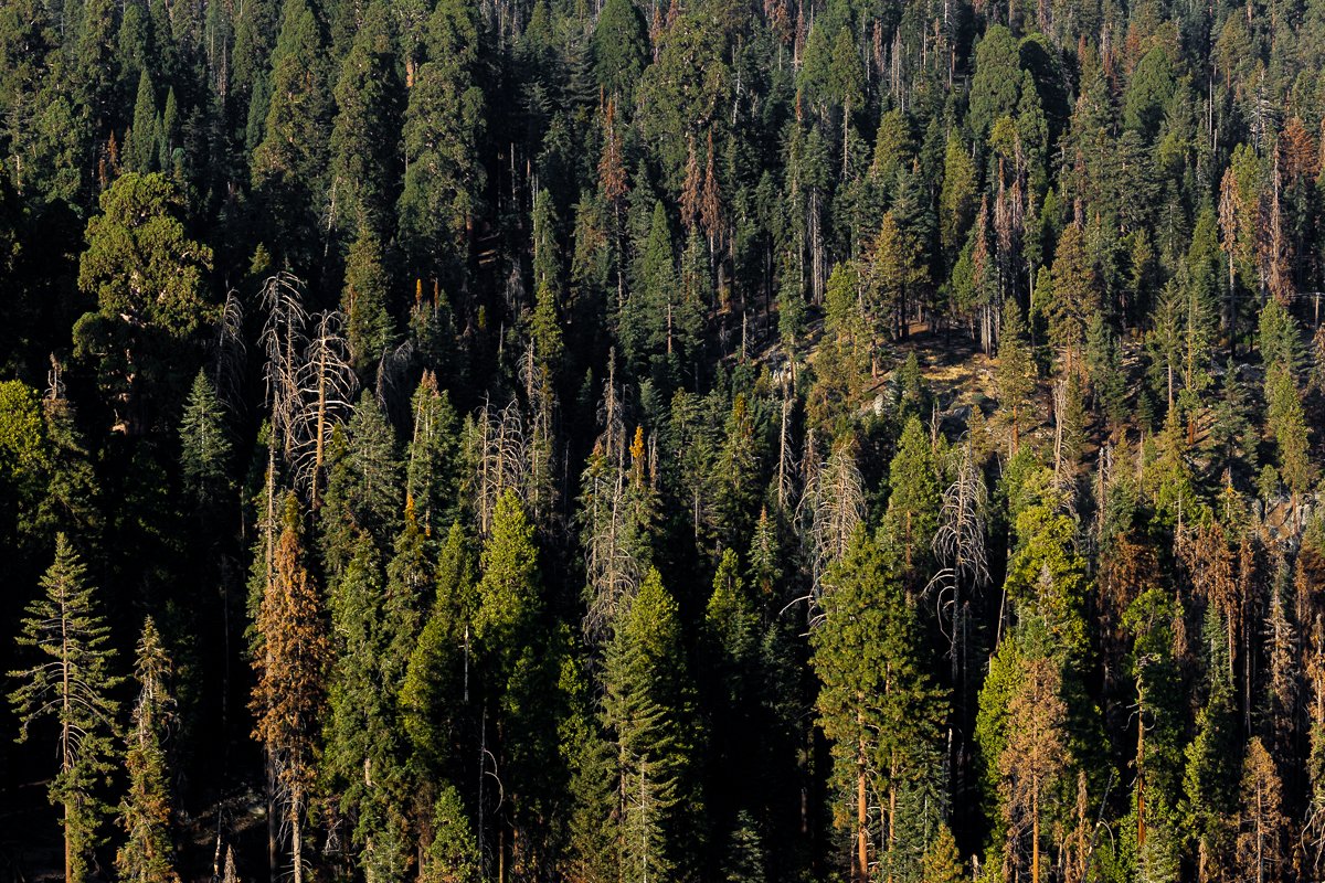 view-moro-rock-sequoia-national-park-landscape-trees-pattern-aerial-above-birdseye-travel-photography-CA-california.jpg