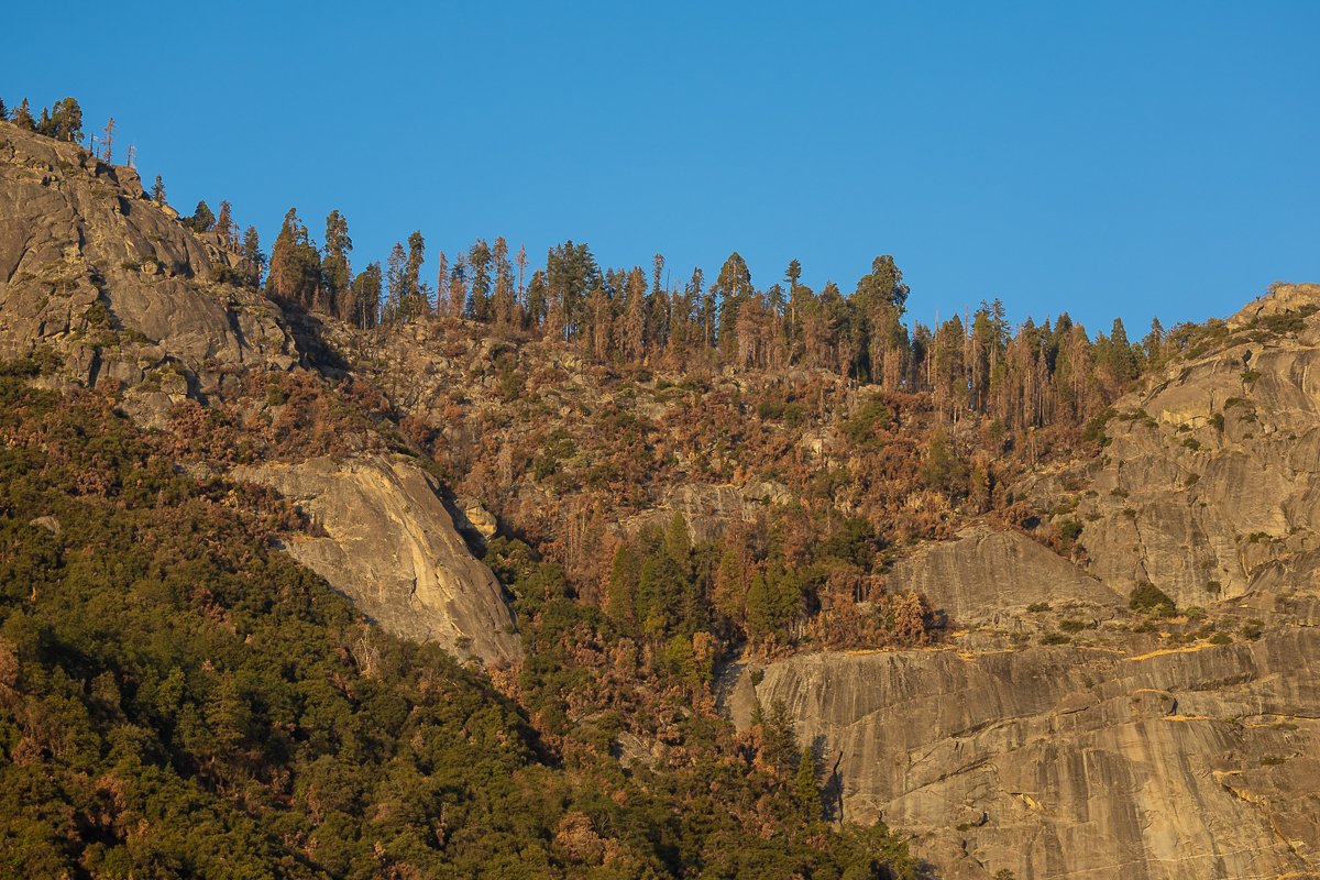 golden-sunset-light-sequoia-national-park-road-cliff-side-face-forest-woods-view-dusk.jpg