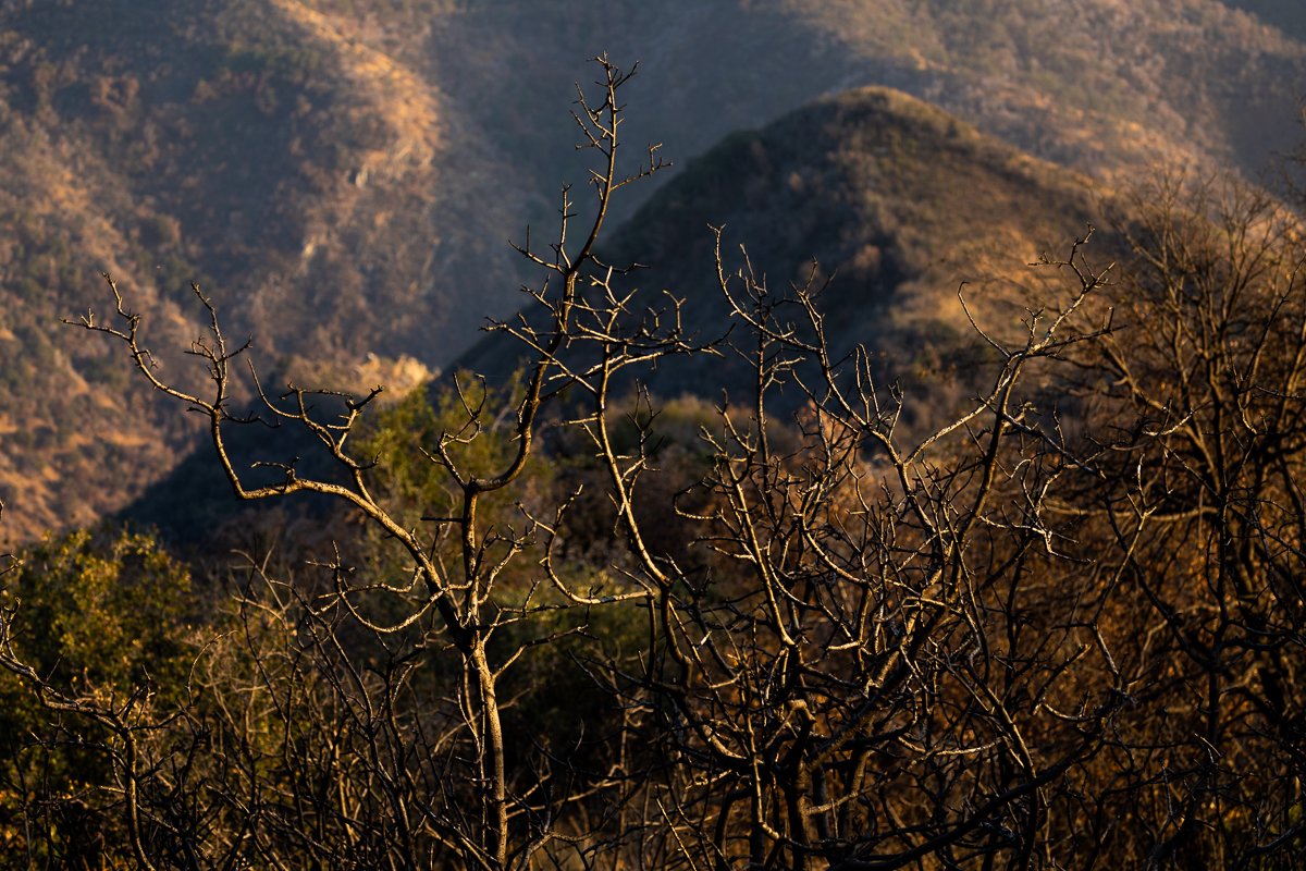 golden-sunset-light-sequoia-national-park-road-tree-detail-evening-photographs-photos-road-stop.jpg