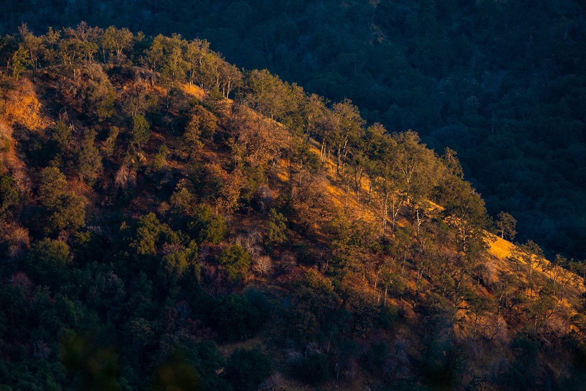 golden-sunset-light-sequoia-national-park-road-trees-lateral-fine-art-print-photography-photographer-california-travel-US.jpg