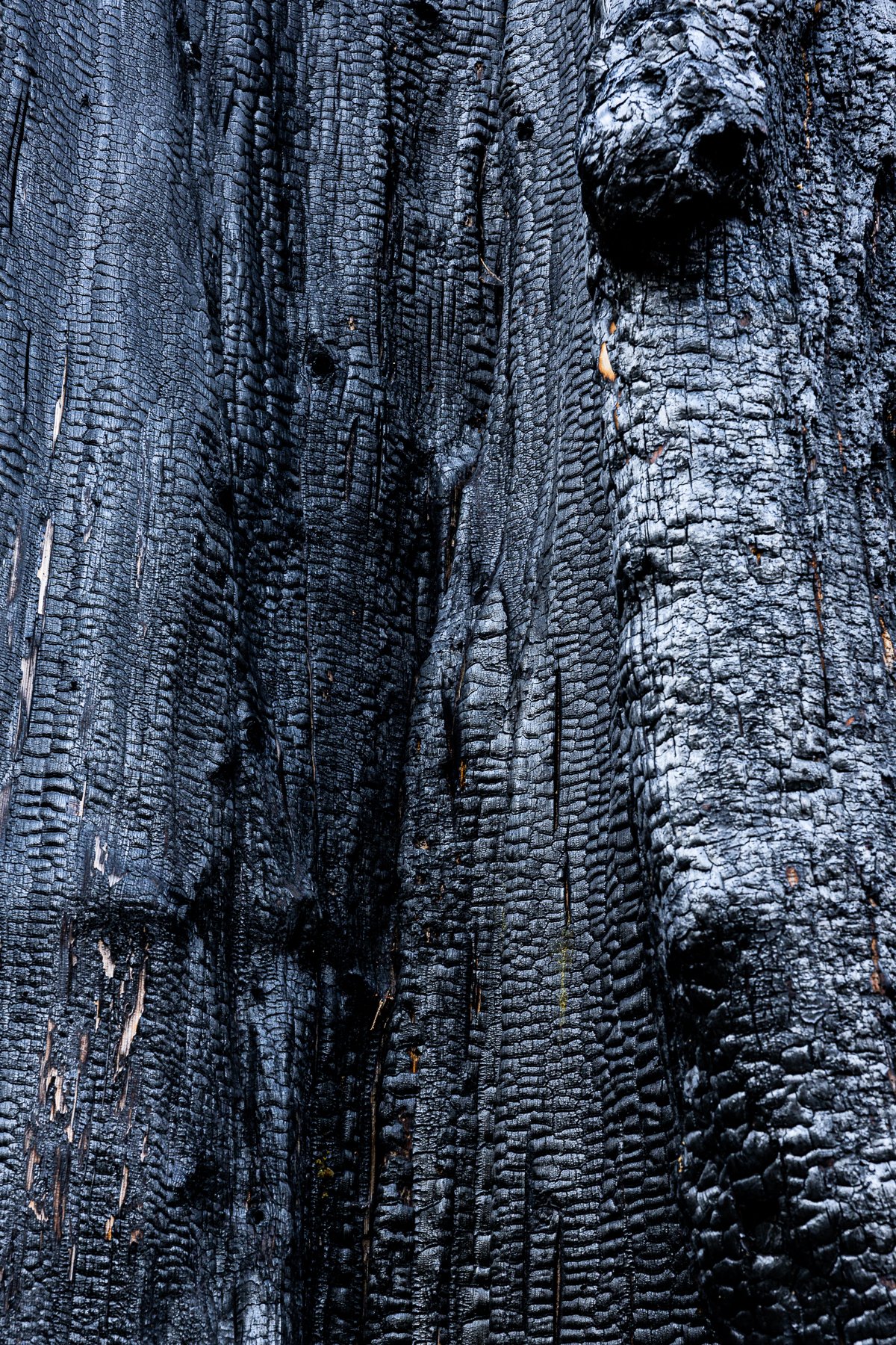 redwoods-sequoia-kings-canyon-national-park-detail-trunk-bark-burnt-fire-black-charcoal-coal-forest.jpg