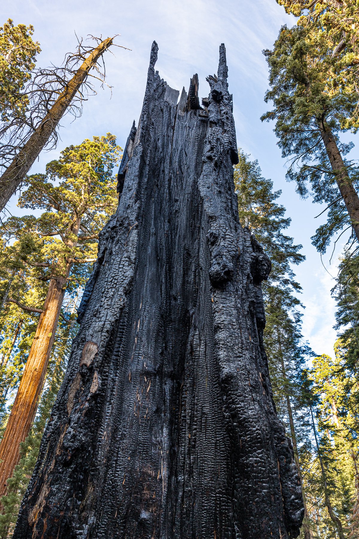 redwoods-sequoia-kings-canyon-national-park-burnt-tree-trunk-bark-coal-charcoal-dead-plant-fire.jpg