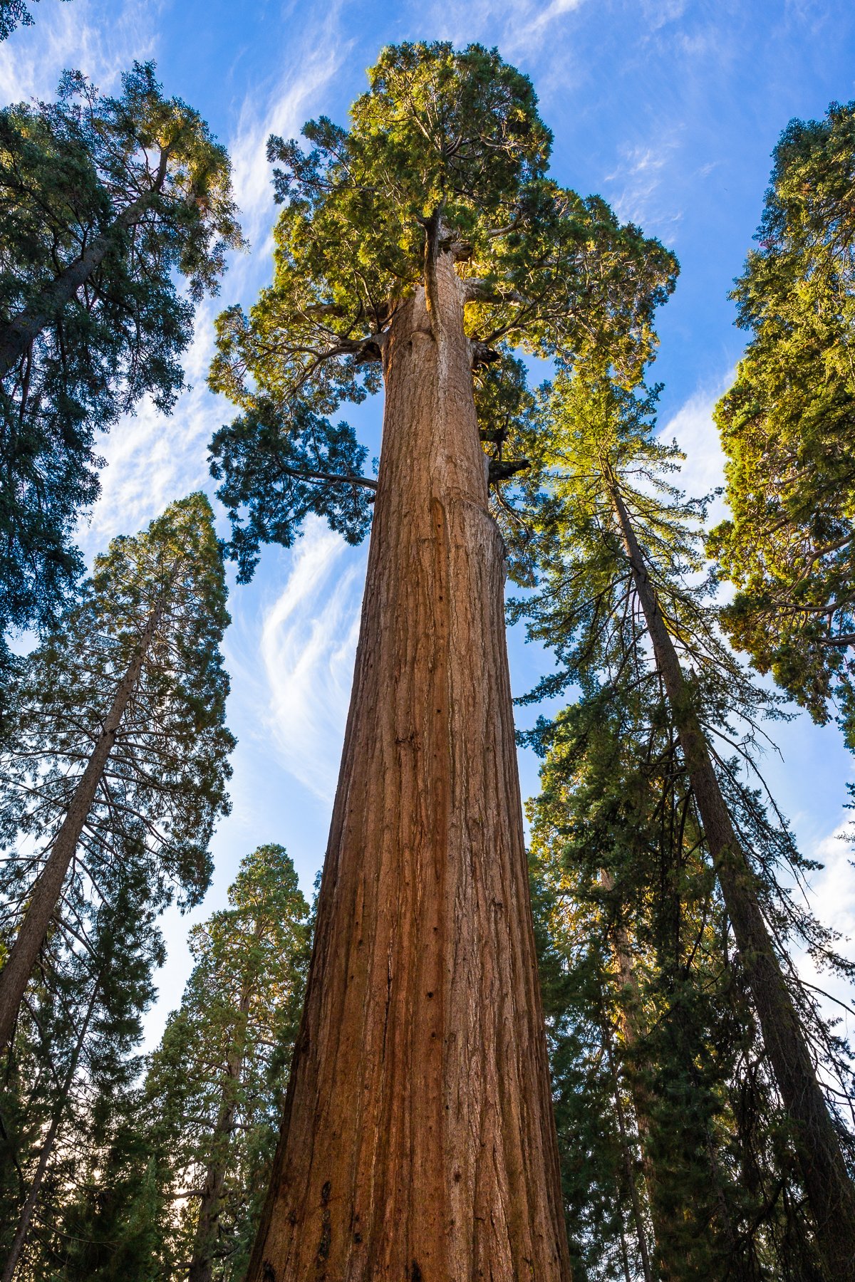 redwoods-sequoia-kings-canyon-national-park-forest-giganteum-mature-tree-forest.jpg