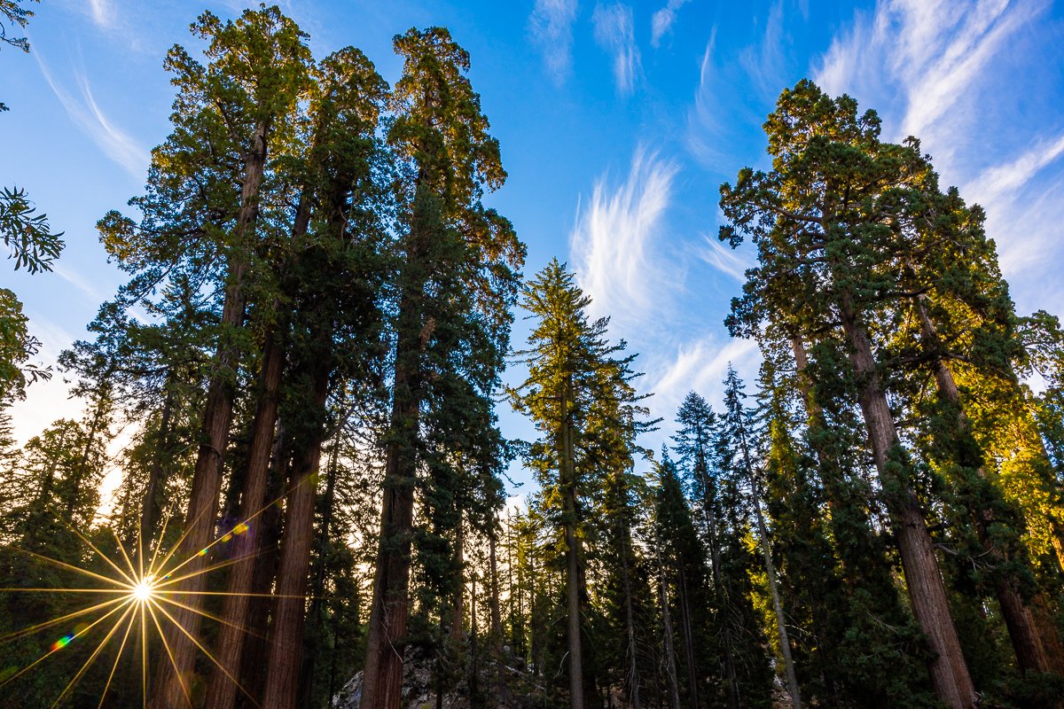 redwoods-sequoia-kings-canyon-national-park-sunrise-morning-early-light-walk-trees-loop.jpg