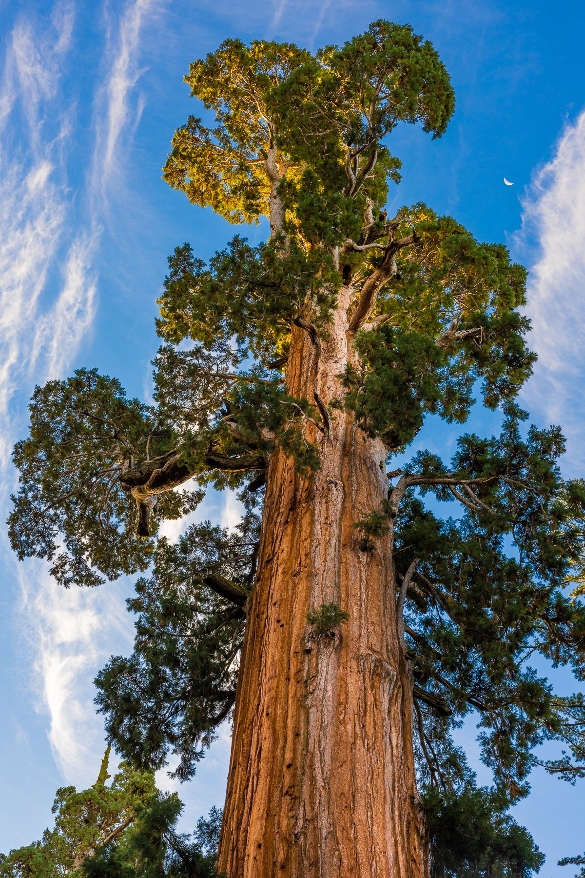 redwoods-sequoia-kings-canyon-national-park-vertical-from-below-view-giant-tree-enormous-tall.jpg