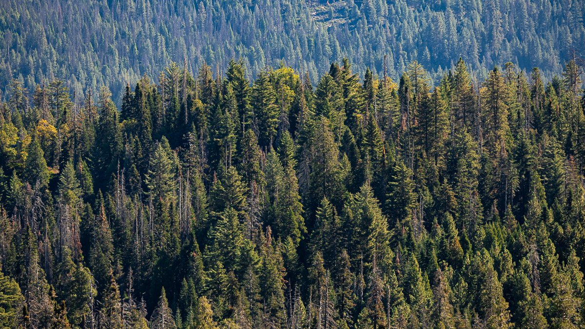 mountain-ridge-view-valley-forest-kings-canyon-national-park-woods-trees-fir-pine-sequoia-mixed-vegetation.jpg