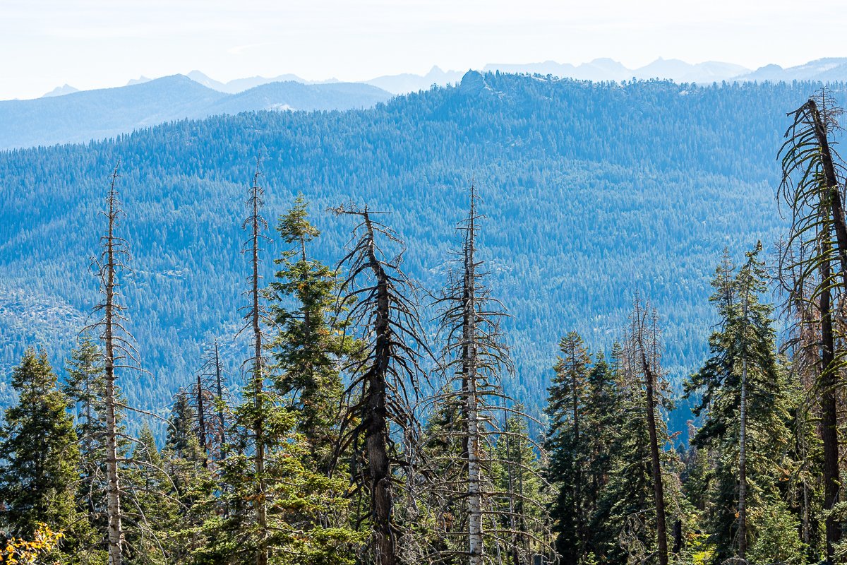 mountain-ridge-view-valley-kings-canyon-national-park-southern-california-trees-fir-pine-forest.jpg