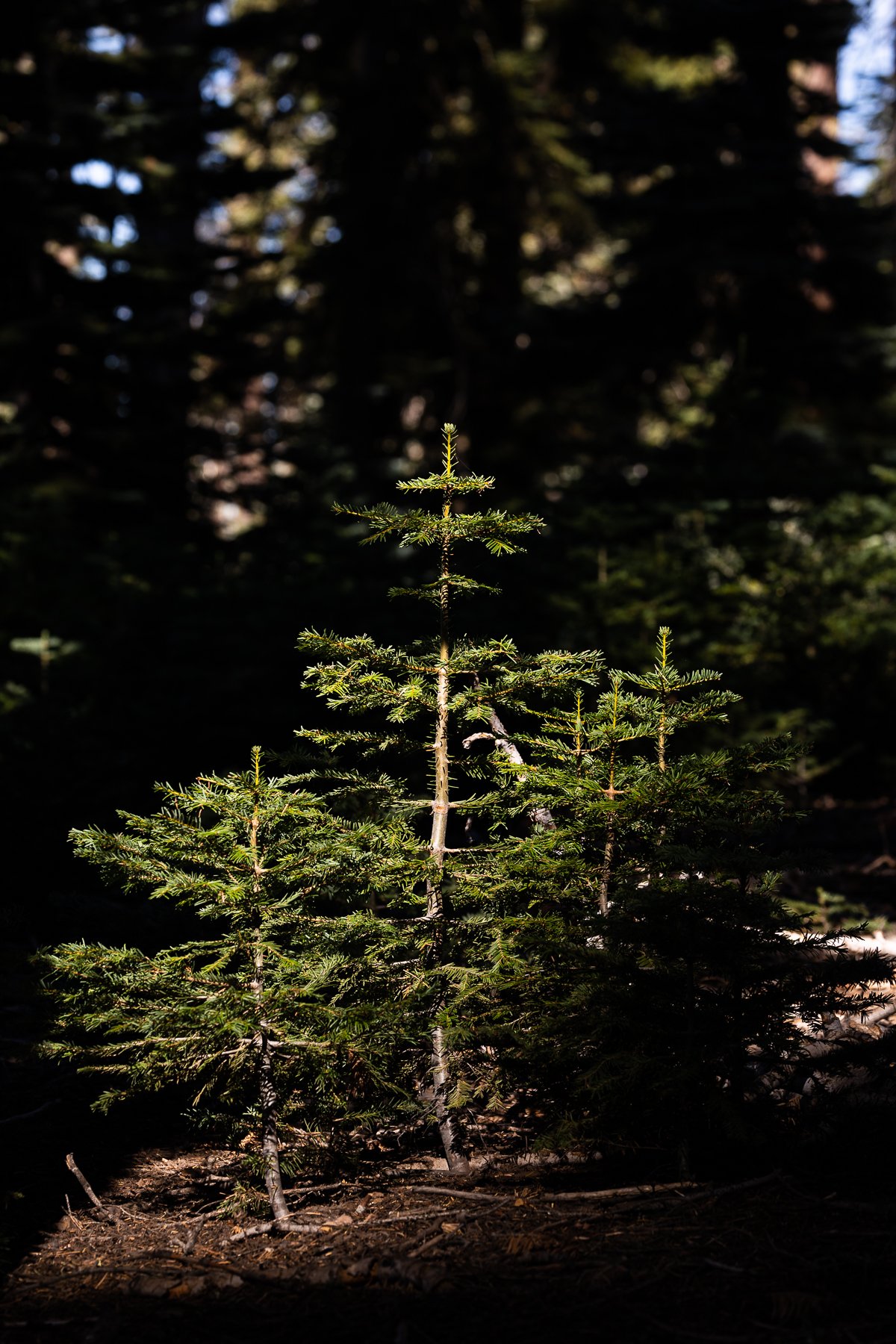 trees-details-pine-saplings-growing-kings-canyon-national-park-vegetation-flora-local-california.jpg