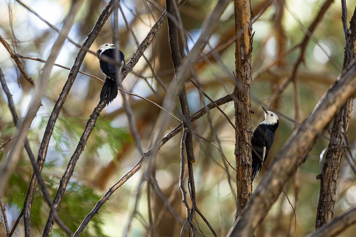 animals-kings-canyon-NP-birding-bird-watching-national-park-white-headed-woodpecker-pair-birds-travel-california.jpg