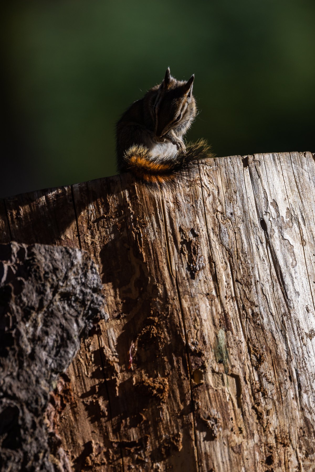 animals-kings-canyon-NP-chipmunk-grooming-self-cleaning-rodent-mammal-national-park-fauna.jpg