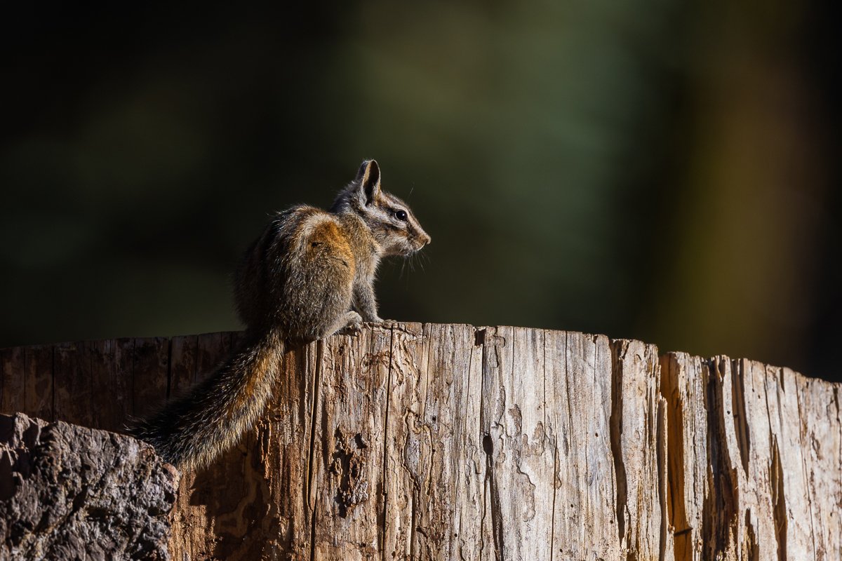 animals-kings-canyon-NP-chipmunk-photography-wildlife-photographer-mood-light-afternoon-walk.jpg