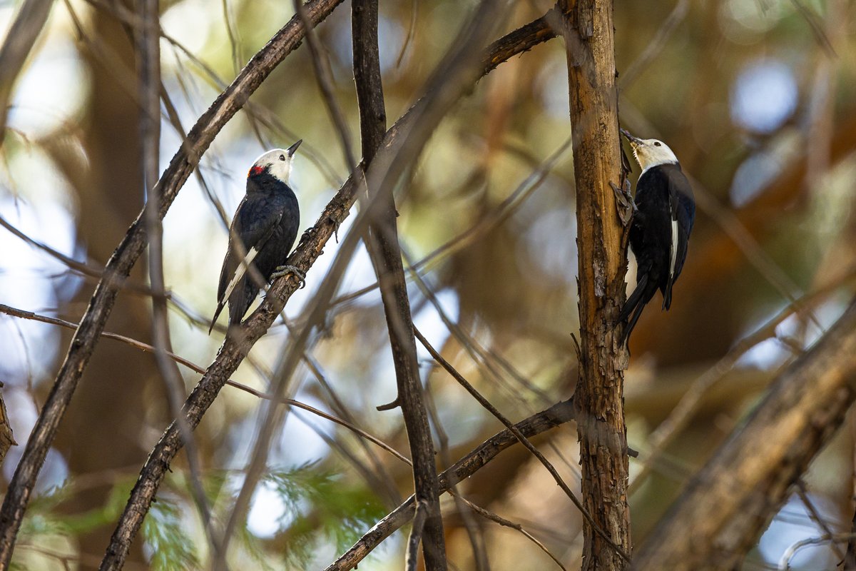 animals-kings-canyon-NP-pair-woodpeckers-white-headed-birding-birds-bird-list-forest.jpg