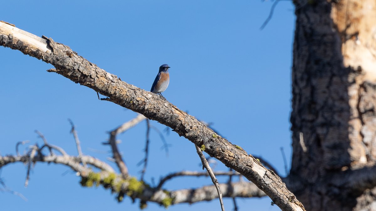 animals-kings-canyon-NP-western-bluebird-bird-watching-birding-national-parks-fauna-birds.jpg
