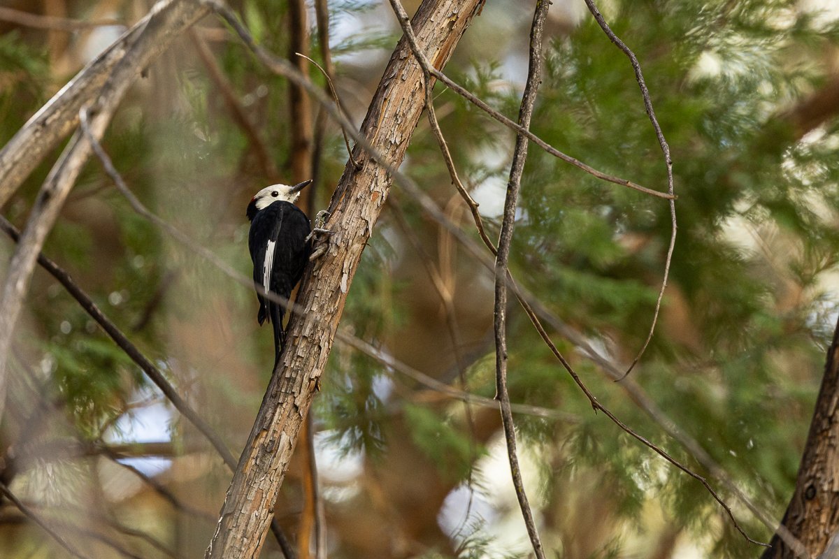 animals-kings-canyon-NP-white-headed-woodpecker-bird-birdwatching-birding-avian-species-nationa-park.jpg