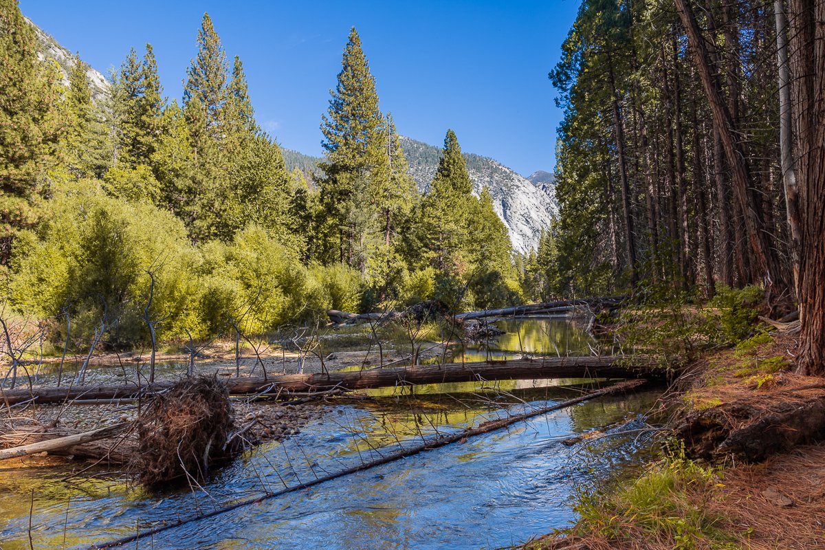 river-kings-canyon-national-park-pine-tree-fir-forest-woods-walk-water-landscape.jpg