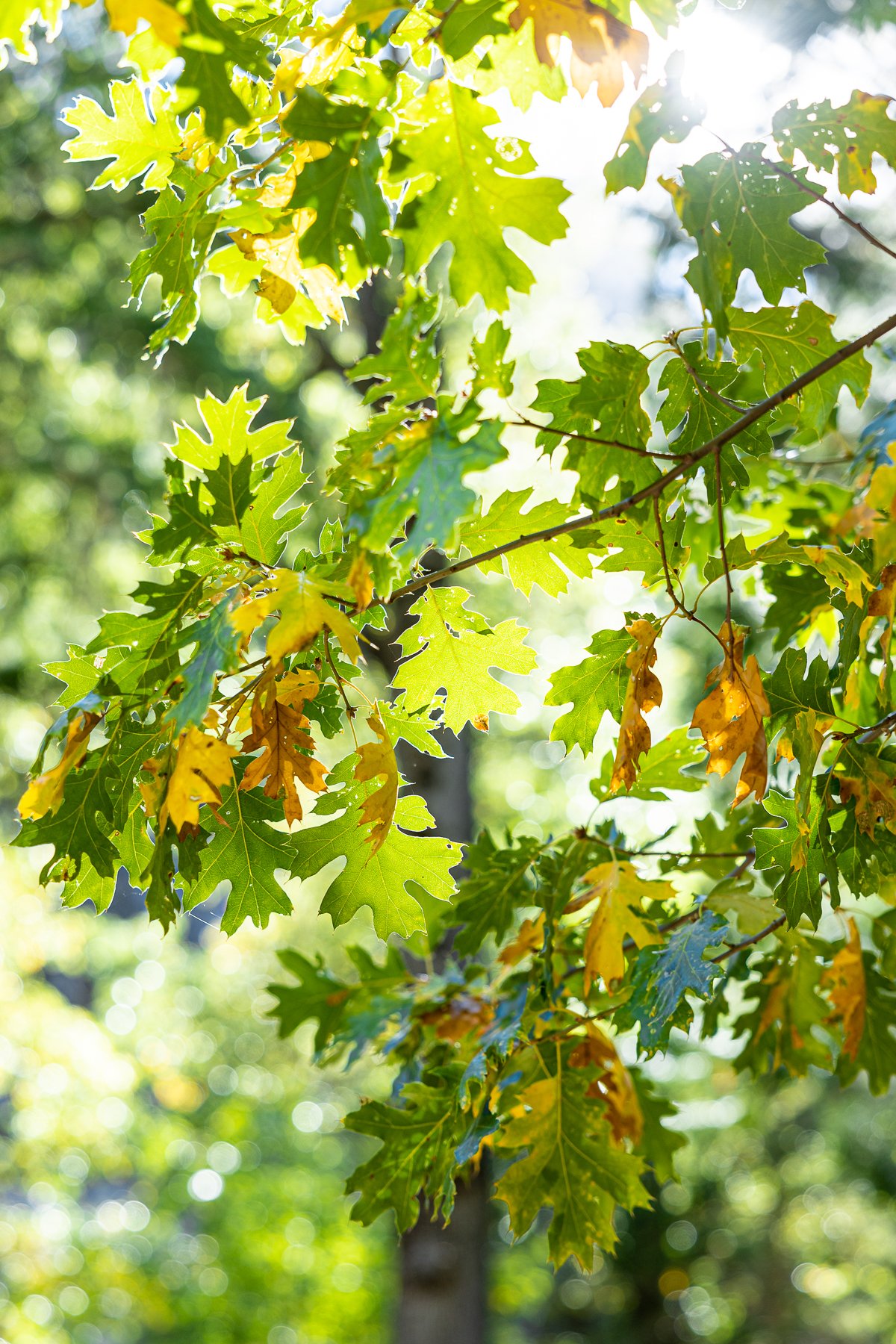 autumn-fall-leaves-foliage-kings-canyon-national-park-oak-leaves-tree-green-yellow-orange-sunlight.jpg