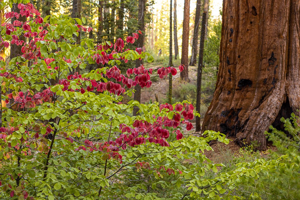 autumn-fall-leaves-foliage-kings-canyon-national-park-walk-sequoia-grove-trees-redwoods.jpg