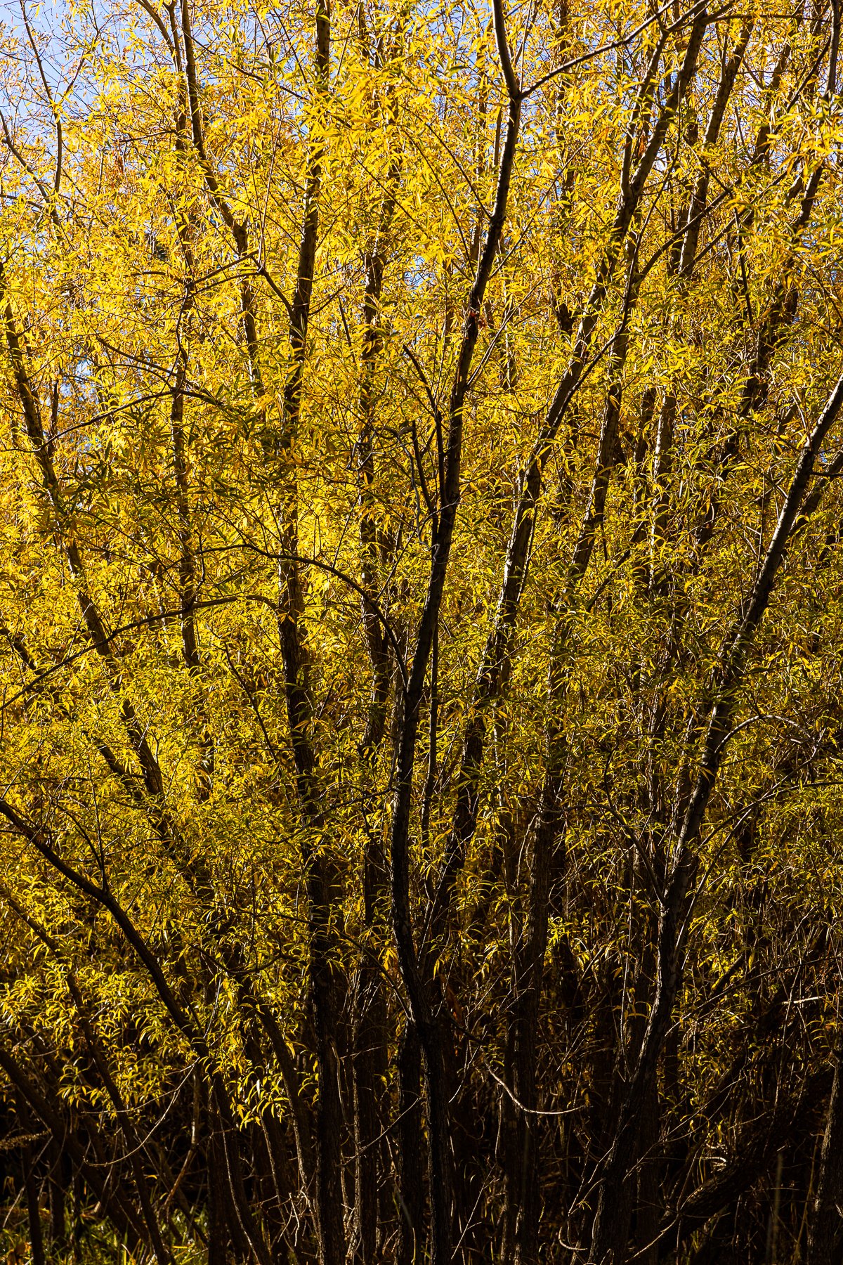 autumn-fall-leaves-foliage-kings-canyon-national-park-yellow-leaf-peeing-orange-trees-tree-contrast-light.jpg