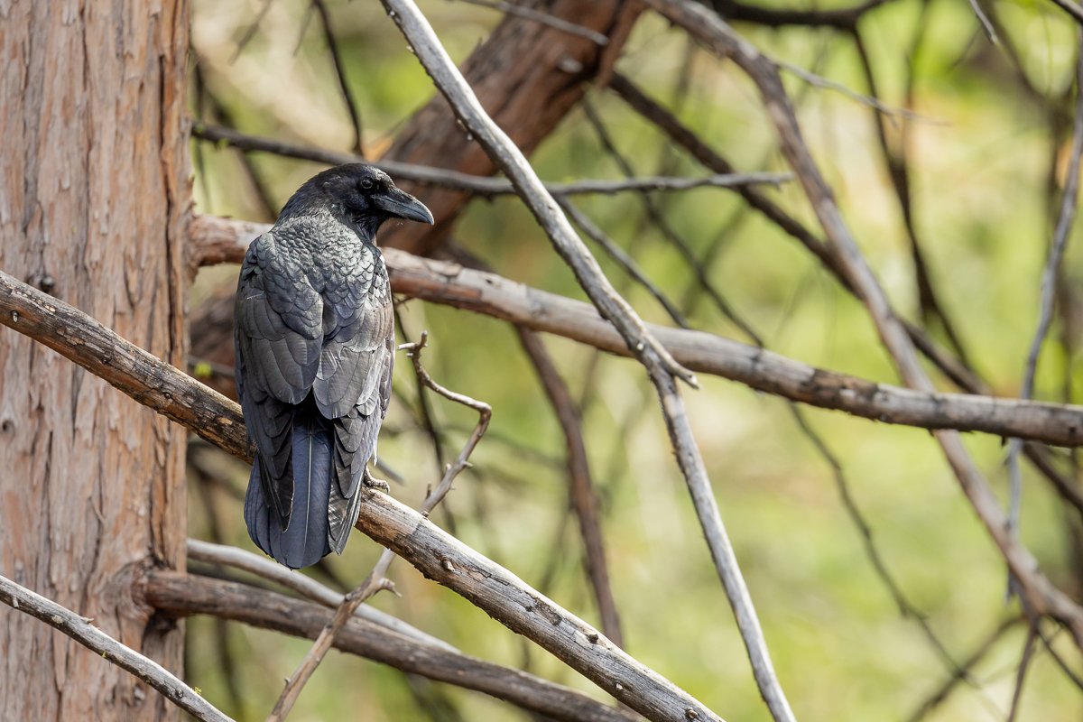 animals-yosemite-national-park-common-raven-bird-birdwatching-birding-watching-avian-species.jpg