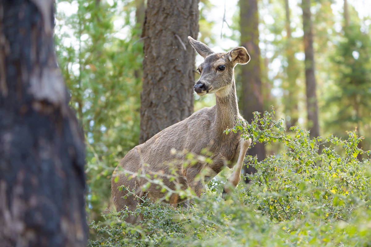 animals-yosemite-national-park-mule-deer-grazing-sequoia-grove-giant-trees-wildlife-mammals.jpg