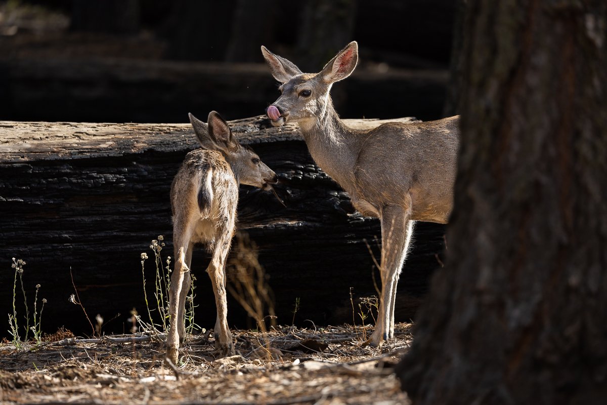 animals-yosemite-national-park-mule-deer-offspring-mother-son-daughter-child-juvenile-wildlife.jpg