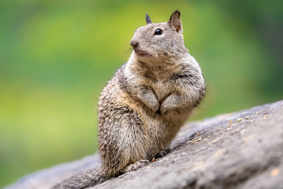 animals-yosemite-national-park-california-ground-squirrel-mammal-rodent-wildlife-species.jpg