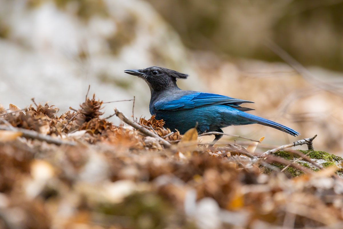 animals-yosemite-national-park-stellars-jay-steller-stellers-blue-bird-black-crest-wildlife-birding-birdwatching.jpg