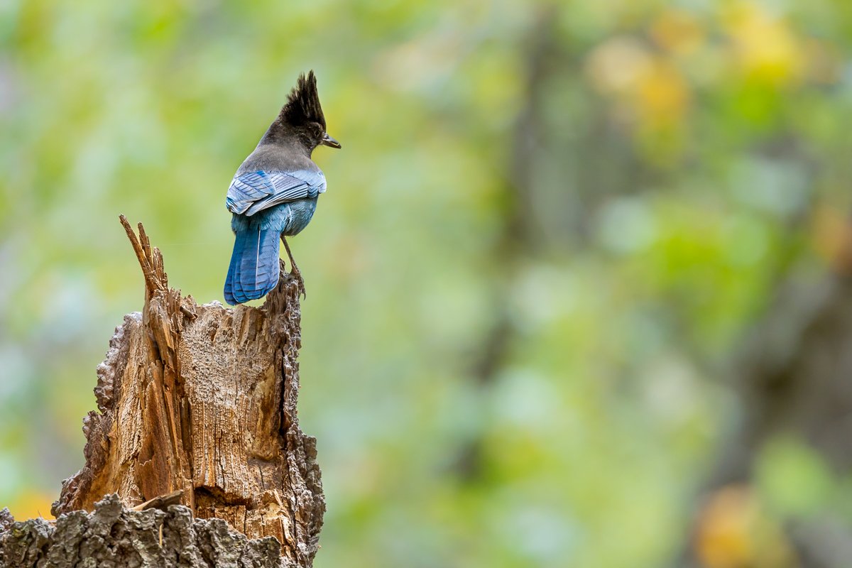 animals-yosemite-national-park-stellers-jay-stellars-blue-bird-black-crest-neck-corvid-species-birdwatching-bird-wildlife.jpg