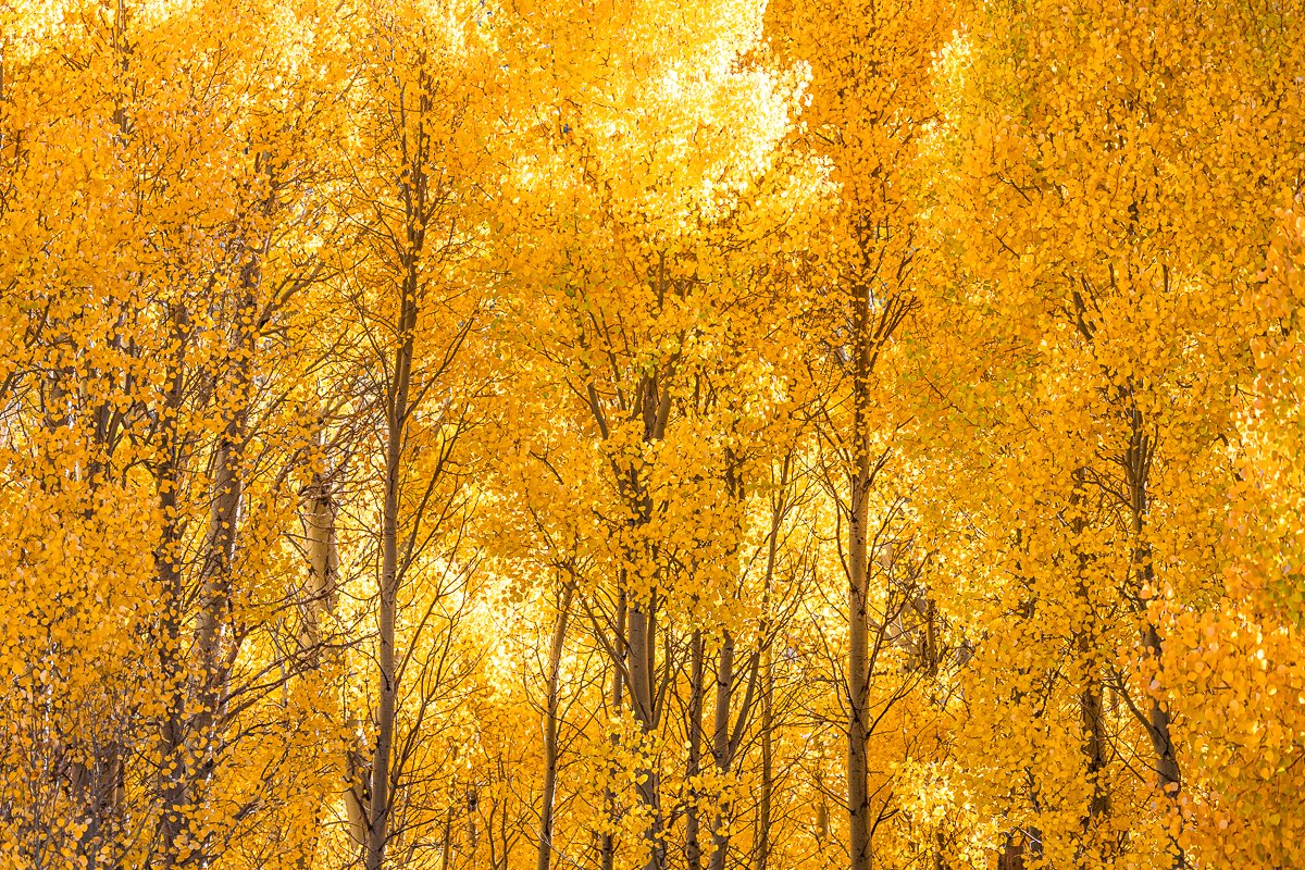 aspen-trees-autumn-leaf-golden-yellow-leaves-peeping-fall-october-yosemite-national-park-tioga-pass.jpg