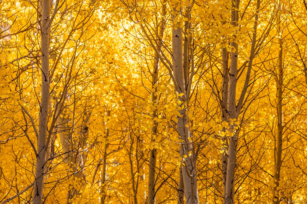 aspen-trees-autumn-leaf-peeping-foliage-yosemite-national-park-tioga-road-pass-travel-drive.jpg