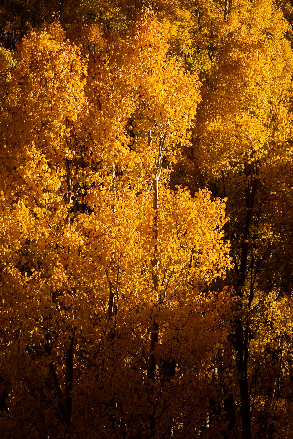 aspen-trees-autumn-leaf-peeping-yellow-orange-light-yosemite-national-park-tioga-pass-road.jpg
