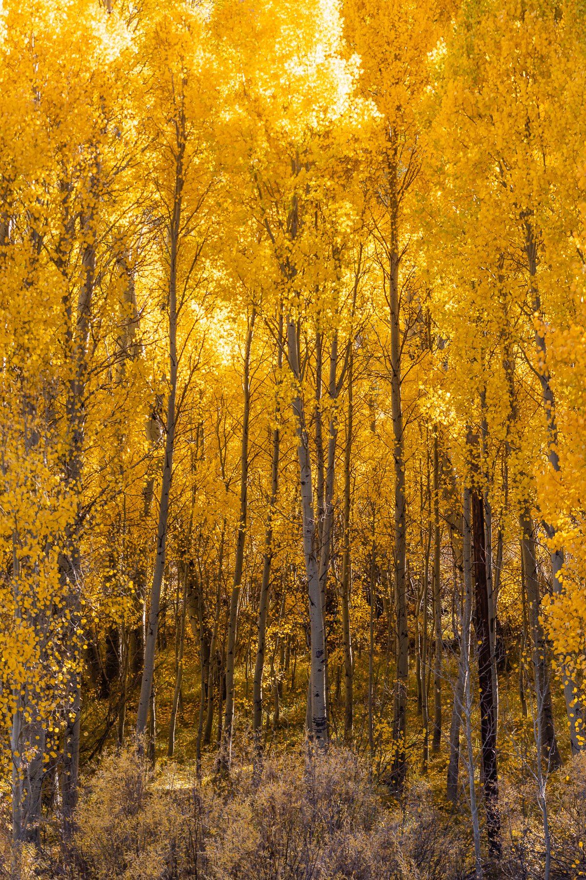 aspen-trees-autumn-leaf-print-canvas-yellow-orange-golden-gold-fall-peeping-foliage-yosemite-october.jpg