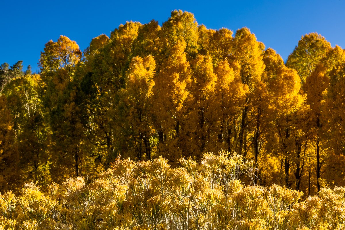 aspen-trees-autumn-leaf-tree-yellow-golden-leaves-foreground-bright-orange-blue-sky.jpg