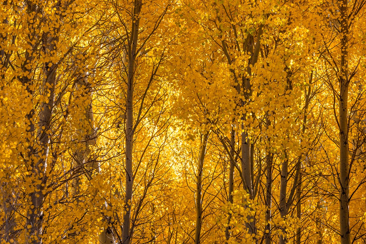 aspen-trees-autumn-leaf-wide-yellow-orange-gold-travel-trip-roadtrip-yosemite-october-fall-time-season.jpg