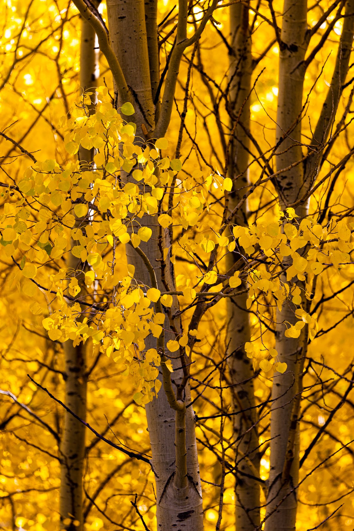 aspen-trees-autumn-leaf-yellow-vertical-photographer-photograph-blog-post-yosemite-october-travel-trip.jpg