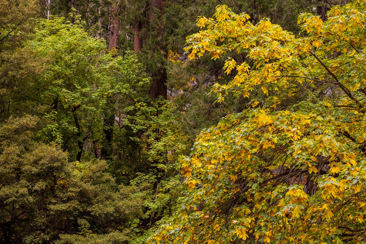 yosemite-national-park-walk-yellow-autumn-fall-orange-leaves-leaf-peeping-forest-woods-trail-hike.jpg