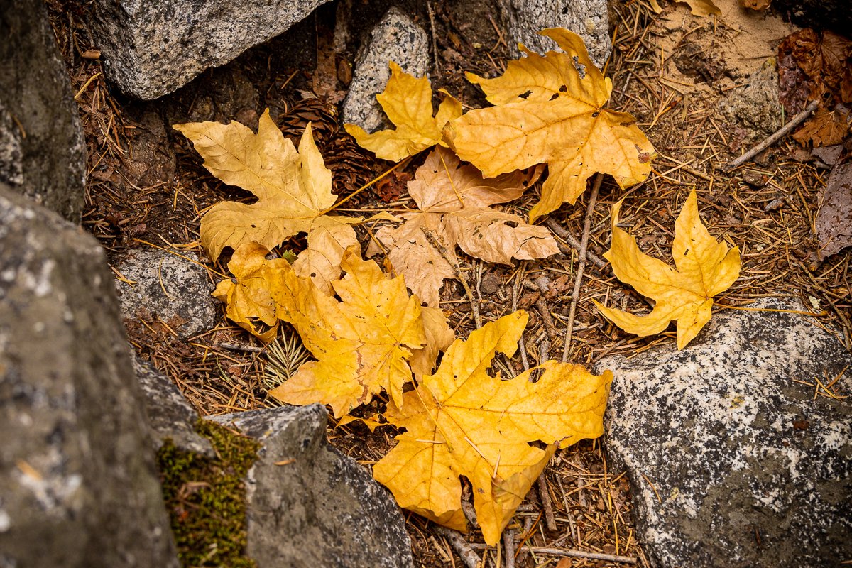 yosemite-national-park-walk-yellow-fallen-leaves-autumn-fall-leaf-peeping-october-trail-details-photography.jpg