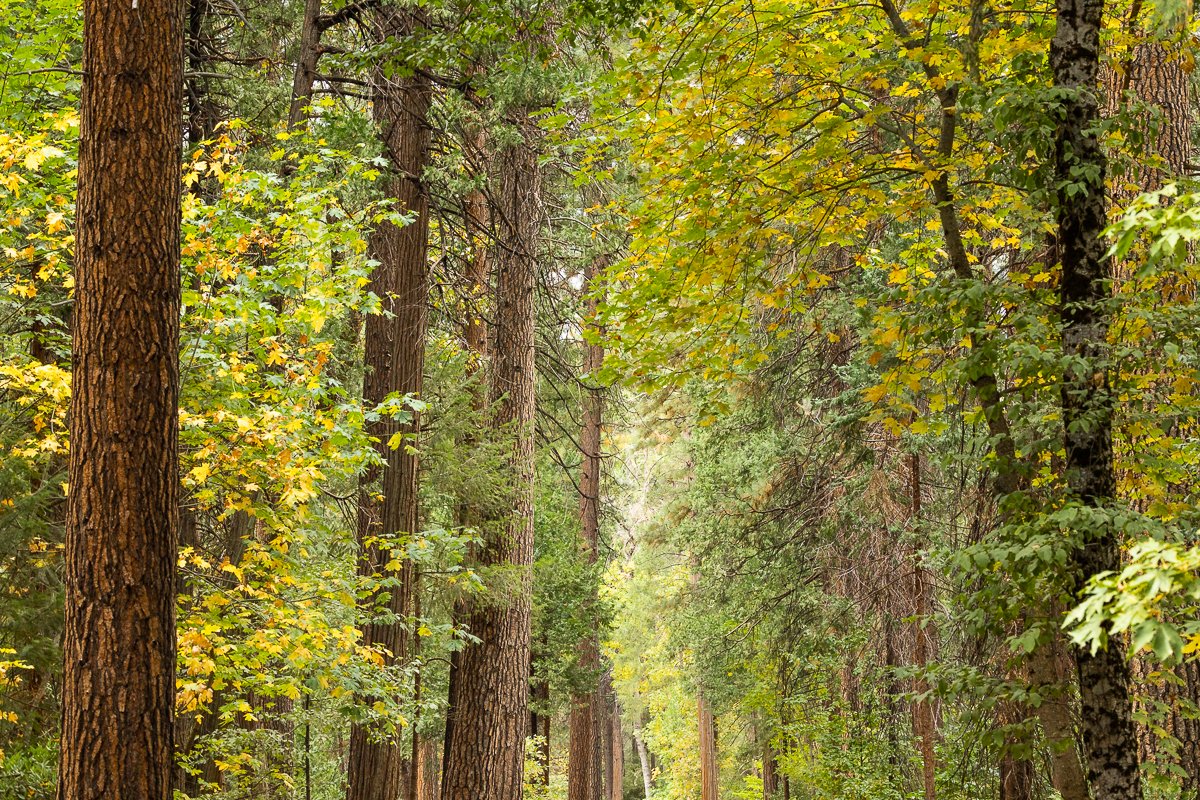 yosemite-national-park-walk-yellow-walk-autumn-fall-october-forest-trail-walk-woods-trees-deciduous-flora.jpg