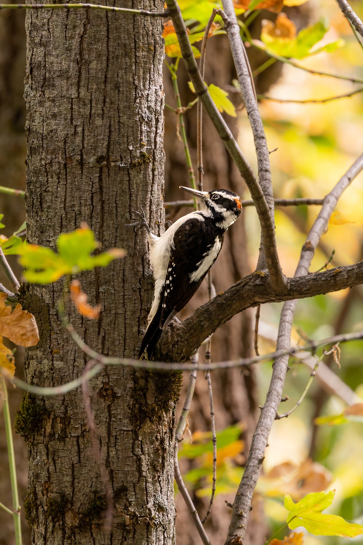 yosemite-national-park-walk-yellow-woodpecker-bird-birds-avian-species-birdwatching-birding.jpg