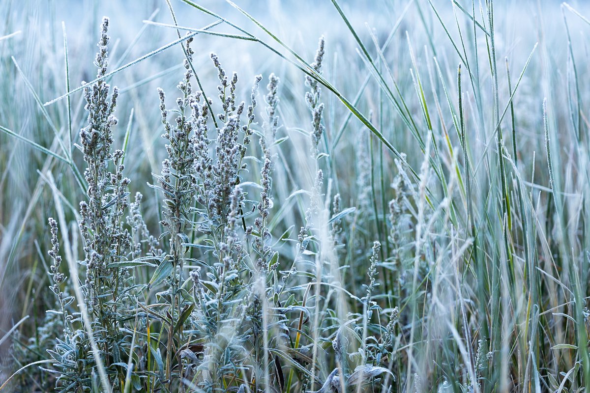 winter-yosemite-national-park-early-morning-frost-grass-vegetation-blue-photographer-photography-travel-print-fine-art-cold.jpg