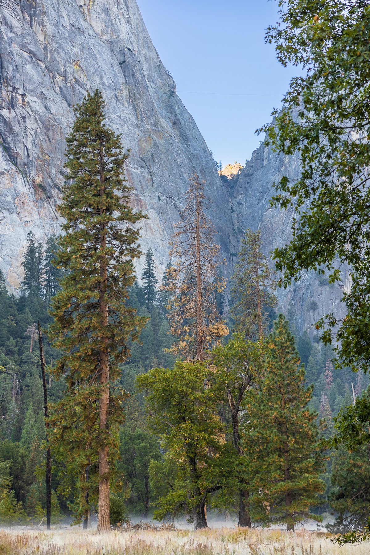 winter-yosemite-national-park-early-morning-fog-mist-cold-fall-autumn-trees-yosemite-national-park-granite-mountain-cliff.jpg