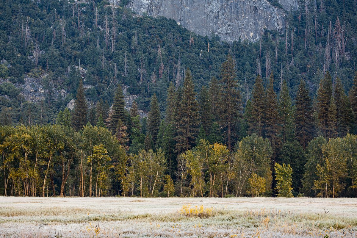 winter-yosemite-national-park-yellow-leaves-autumn-foliage-cold-morning-early-fall-leaf-peeping-landscape-photographer.jpg