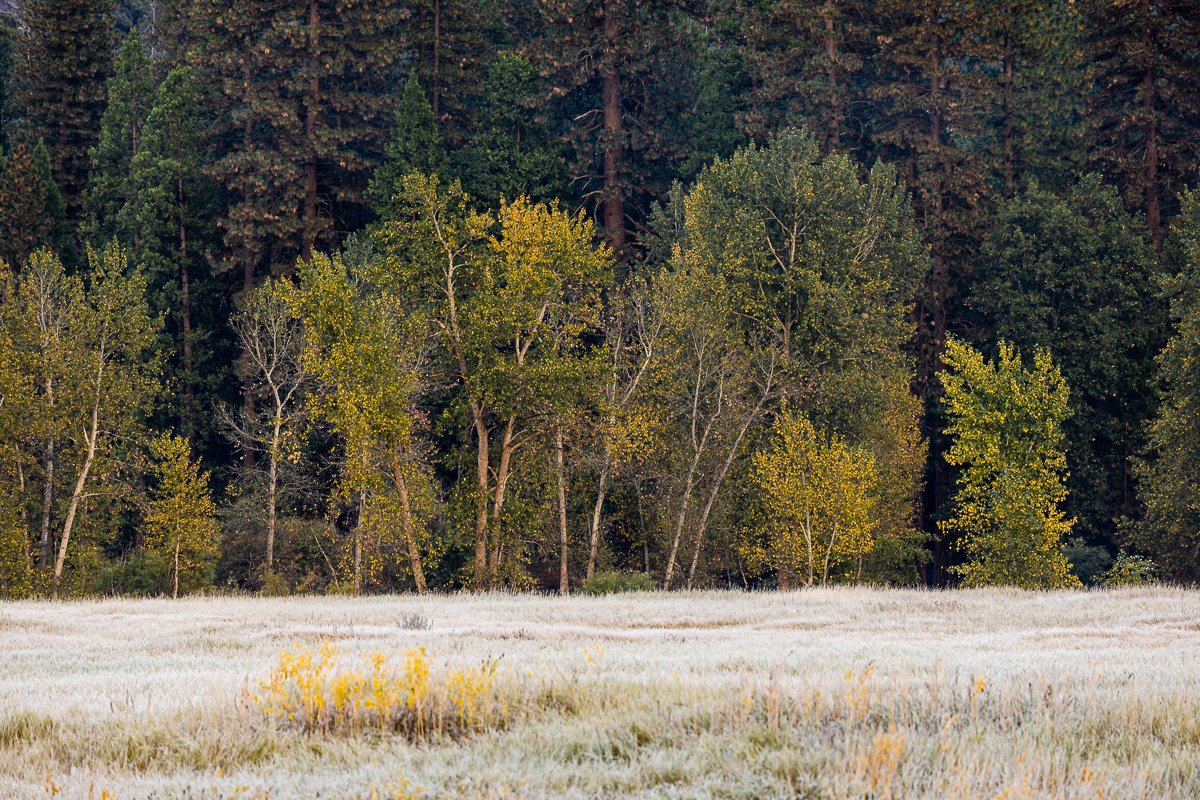 winter-yosemite-national-park-yellow-leaves-fall-autumn-grass-frost-white-early-morning-cold.jpg