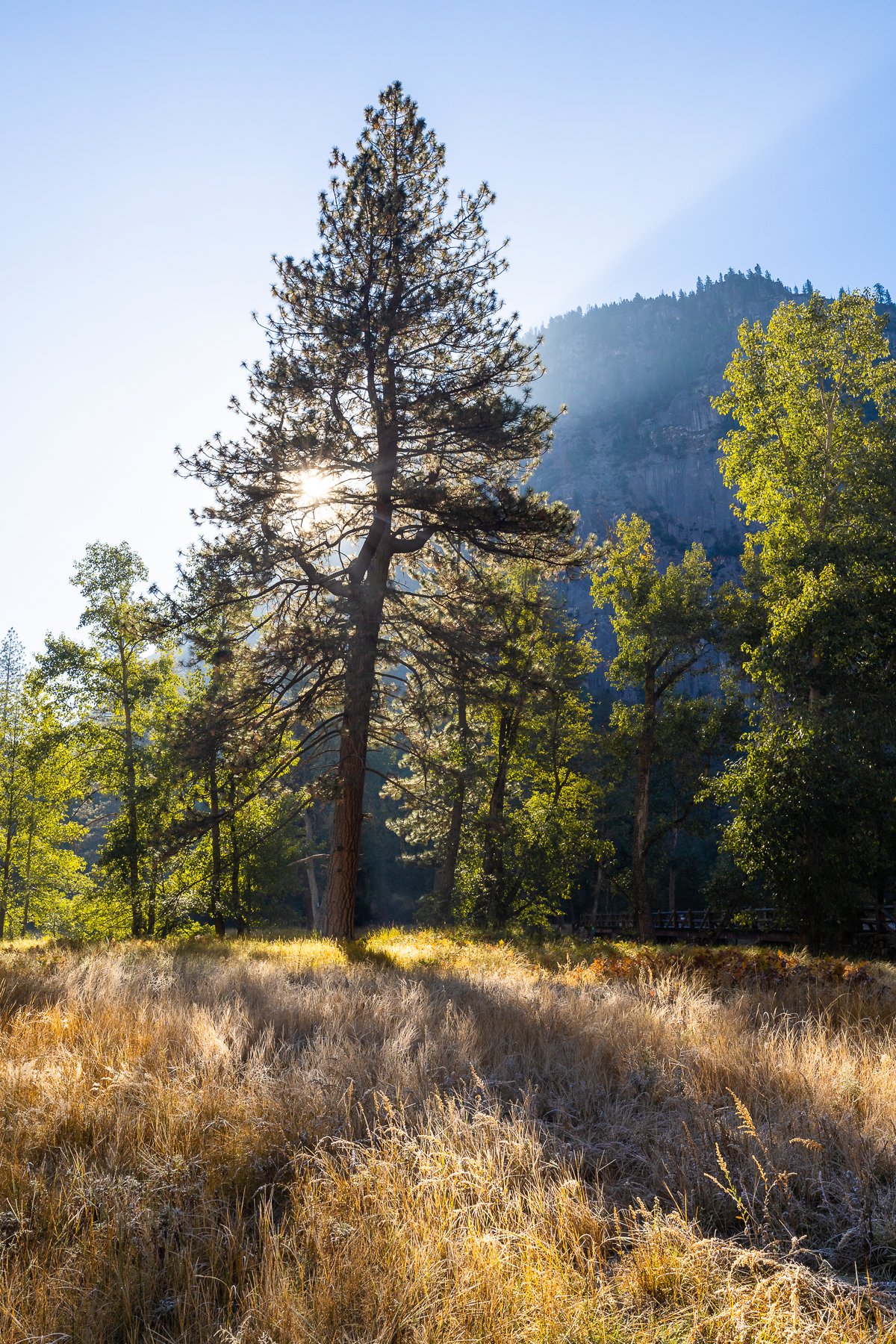 morning-yosemite-national-park-NPS-california-tree-light-print-fine-art-canvas-shop-buy-purchase-photo-photography.jpg