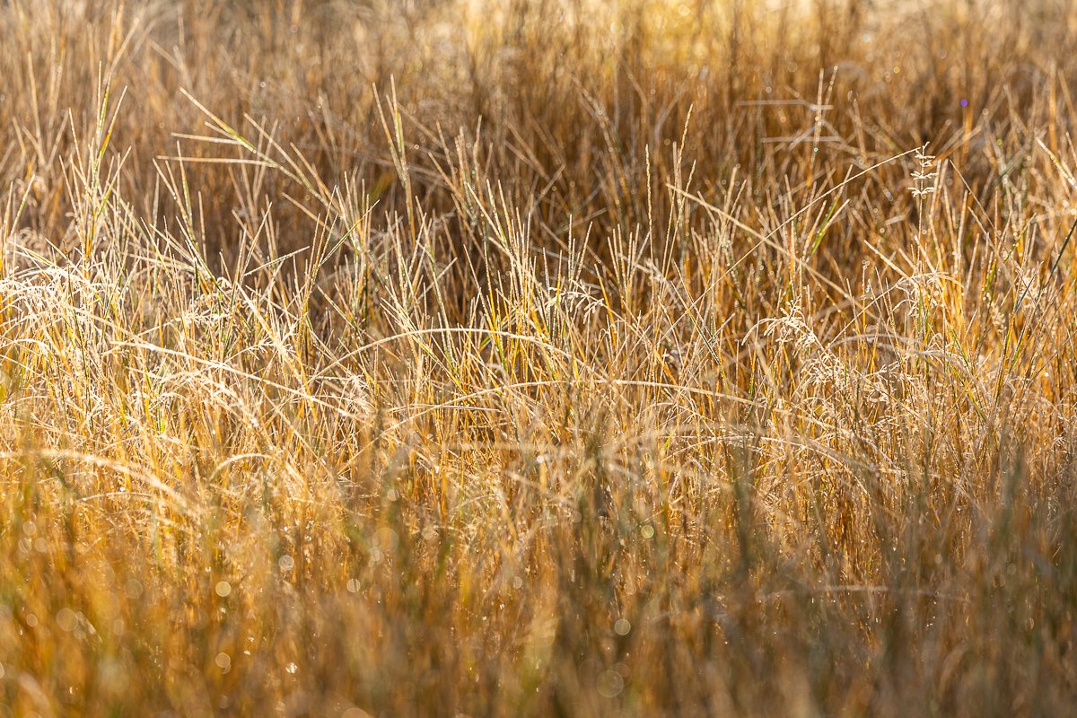 morning-yosemite-national-park-NPS-california-yellow-grass-fall-autumn-morning-frost-macro-details.jpg